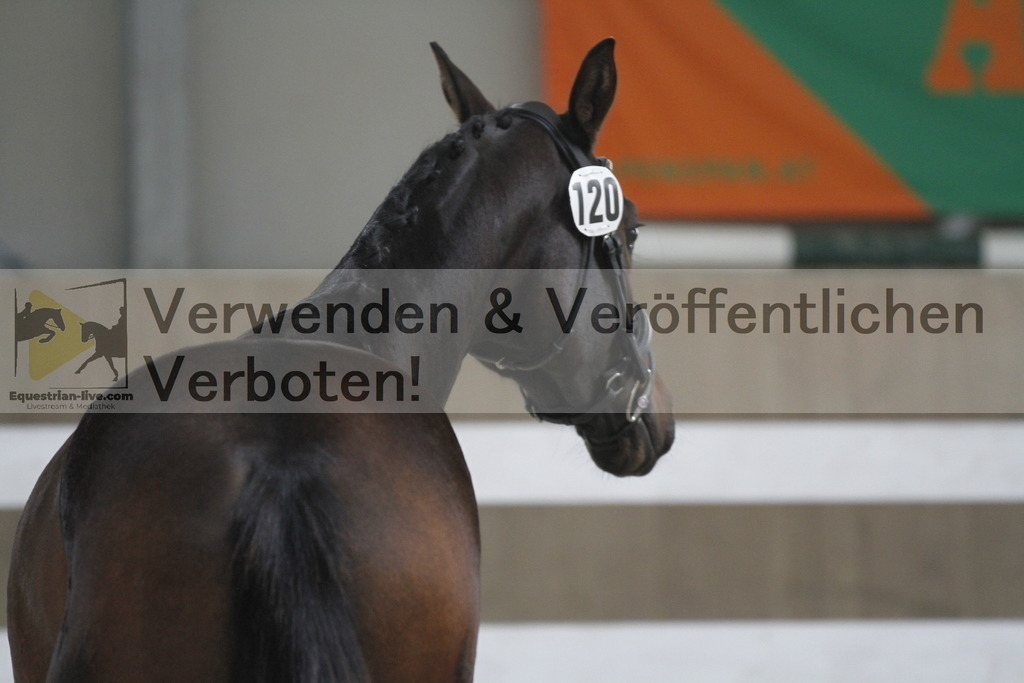 _MG_9478 | equestrian-live-com