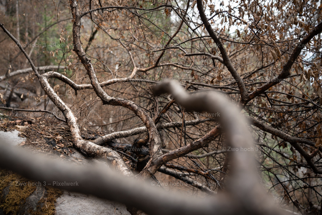 Obere_Affensteinpromenade_Nahe_Rollenturm_Birke_Ast_Zweig | 2022-09-02_Waldbrandgebiete_2 - Realisiert mit Pictrs.com