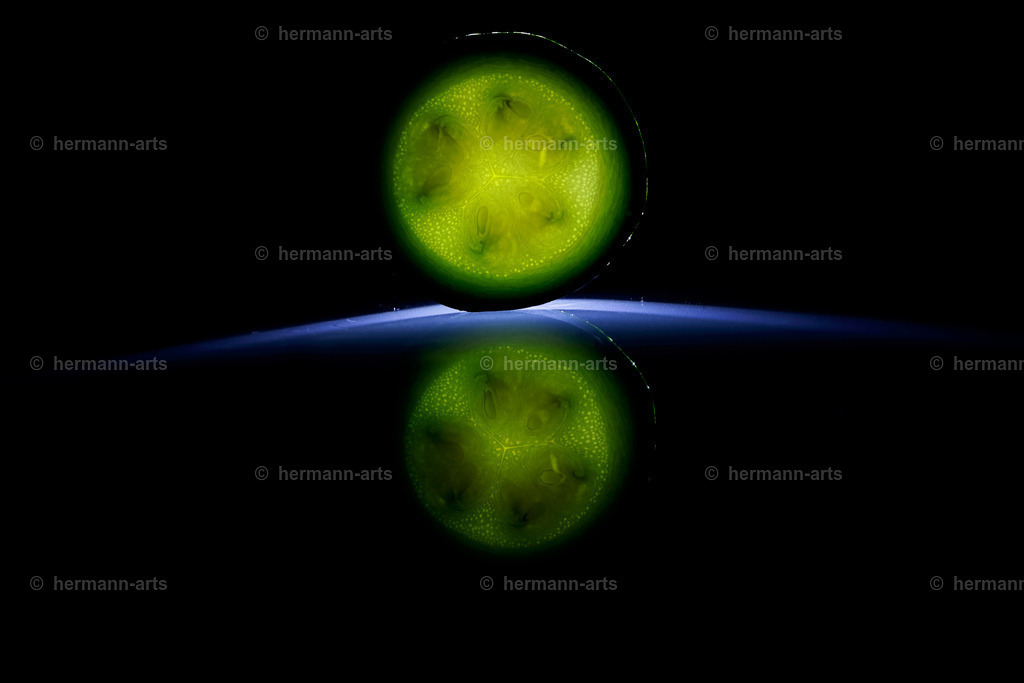 Fruits-Art-039 | Photo Foto Kunst Art schwarzweiss Bilder Rheine Münster Berlin Blumen 