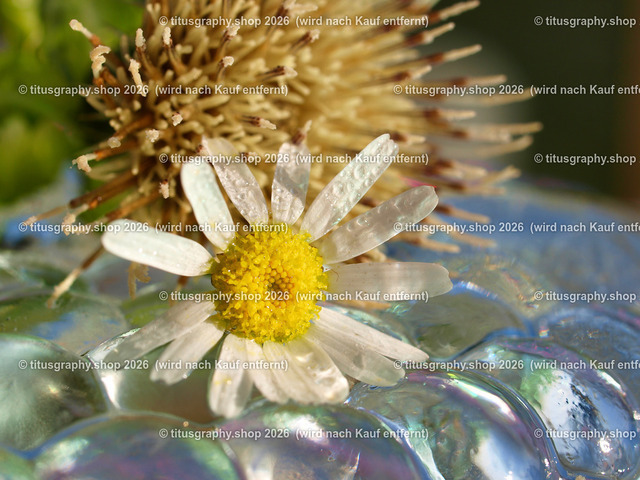 titusgraphy_P9178172-vz-ln | titusgraphy-shop: Geschenkideen mit Qualitätsfotos. titusgraphy-shop: gift ideas with quality photos. titusgraphy-shop: idées cadeaux avec photos de qualité.  - Realisiert mit Pictrs.com