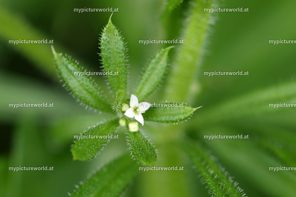 Kletten-Labkraut-006 | Das Bilderarchiv über Tiere, Planzen und Landschaften. In der Bilddatenbank finden Sie ein große Auswahl an hochwertigen Bilder für Ihre Werbung - Realized with Pictrs.com