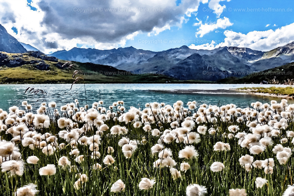 PAD2_GK_Wollgras_02_180x120 | DIGITALKUNST. Wollgras vor dem Bergsee. __ Das Basisfoto für dieses malerisch verwandelte Werk hat der Österreicher  Hobbyfotograf Gerhard Keuschnig gemacht und es Bernt Hoffmann für dessen Kunstpart zur Verfügung gestellt. __ Farbvariation. Seitenverhältnis = 3 zu 2. - Realisiert mit Pictrs.com