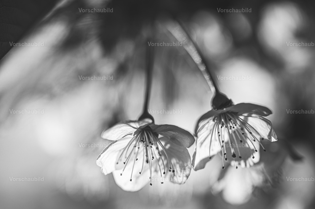 Fotoatelier Christian Hofmeister | Stadtlandschaften, sowie Makro-, Landschafts-, Natur- und Schwarzweißfotos aus der Region Celle &amp; Umgebung