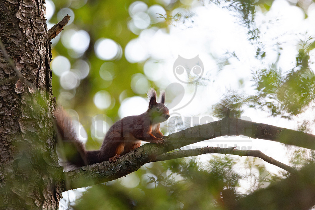 R5M20605_20261016 | Ein europäisches Eichhörnchen (Sciurus vulgaris) sitzt aufmerksam auf einem dicken Ast eines Baumes. Sein rotbraunes Fell und der buschige Schwanz sind deutlich zu erkennen, ebenso wie die charakteristischen Ohrpinsel. Das Eichhörnchen scheint die Umgebung zu beobachten, möglicherweise auf der Suche nach Nahrung oder um Gefahren zu erkennen. Eichhörnchen sind tagaktive Nagetiere, die in Wäldern und Parks leben und sich hauptsächlich von Nüssen, Samen, Früchten und Pilzen ernähren. Sie sind bekannt für ihre Fähigkeit, Nahrung zu verstecken und sich an das Leben in Bäumen anzupassen. - Realisiert mit Pictrs.com