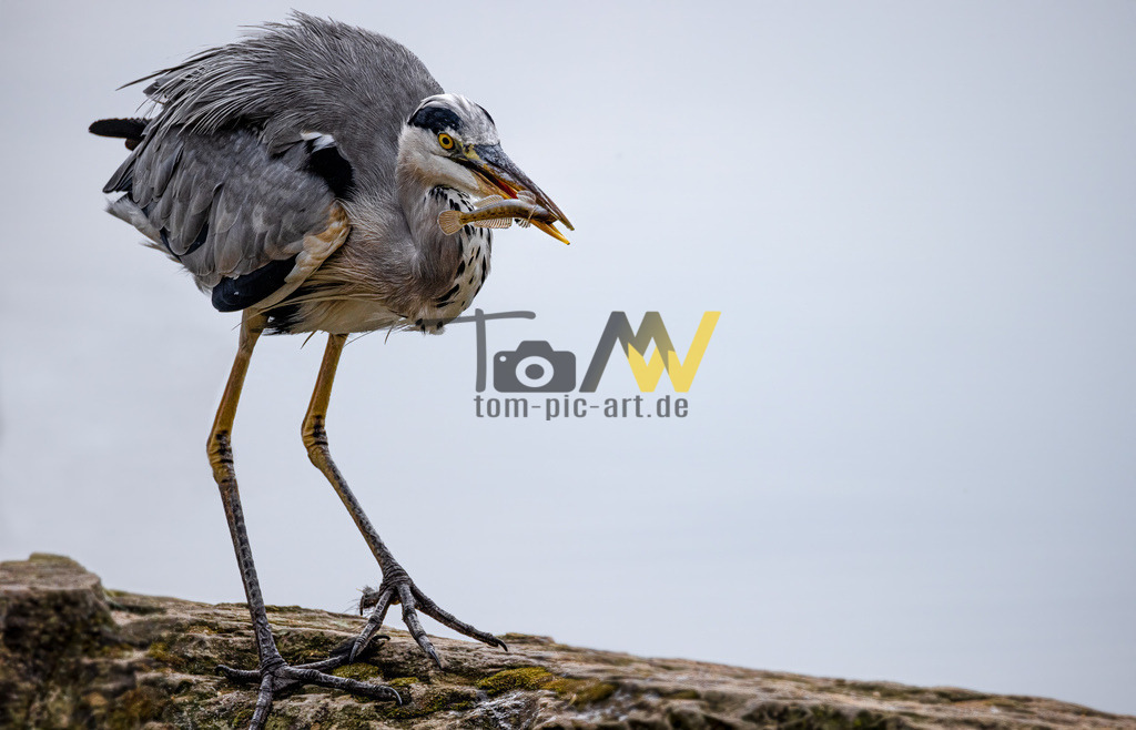 Ein Graureiher mit einem Fisch als Beute---------Stuttgart | Hochauflösende und hochwertige Bilder und Fotos.Kommerzielle oder private Nutzung ✔ Bilder downloaden✔ Acryl ✔ Leinwand ✔ Poster ✔
 - Realisiert mit Pictrs.com