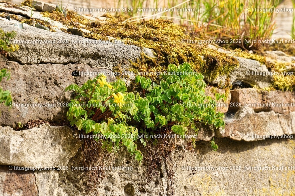 Oberkaufungen | Impressionen aus Oberkaufungen - Realisiert mit Pictrs.com