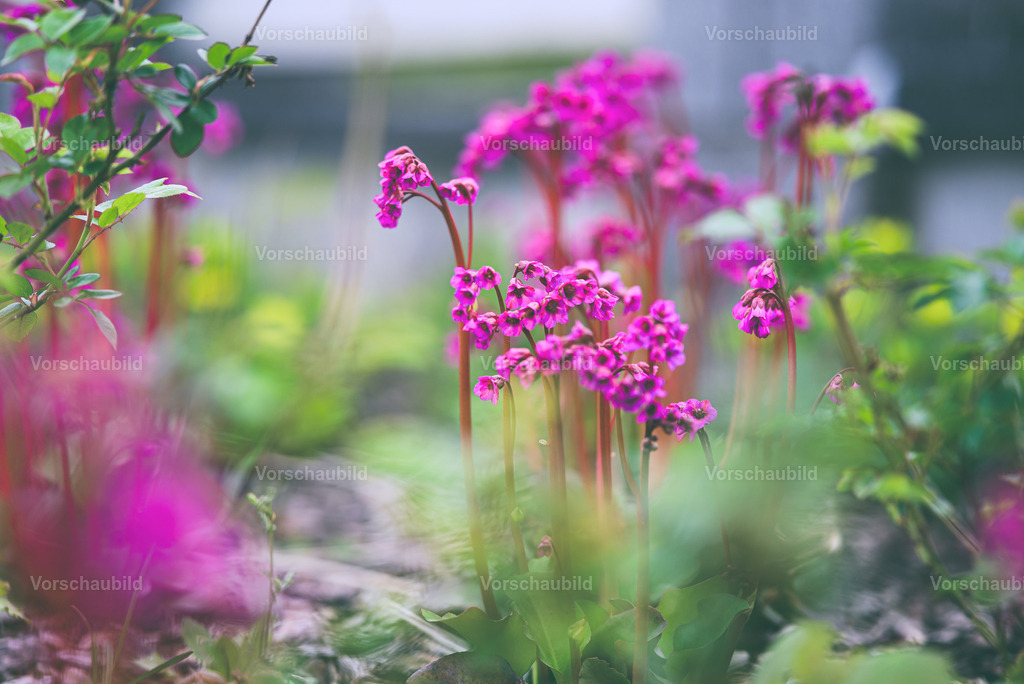 Fotoatelier Christian Hofmeister | Stadtlandschaften, sowie Makro-, Landschafts-, Natur- und Schwarzweißfotos aus der Region Celle &amp; Umgebung