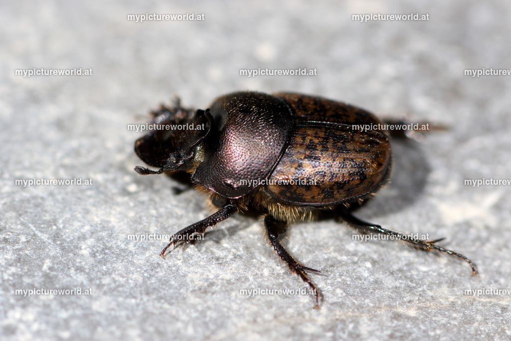 Ontophagus fracticornis-005 | Das Bilderarchiv über Tiere, Planzen und Landschaften. In der Bilddatenbank finden Sie ein große Auswahl an hochwertigen Bilder für Ihre Werbung - Realisiert mit Pictrs.com