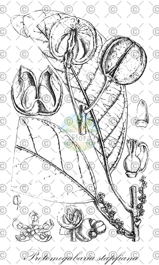 HistAbb_6XYG_1_ENZY_Simple | Historische Abbildung von Protomegabaria stapfiana - Phyllanthaceae | Historical Illustration of Protomegabaria stapfiana - Phyllanthaceae