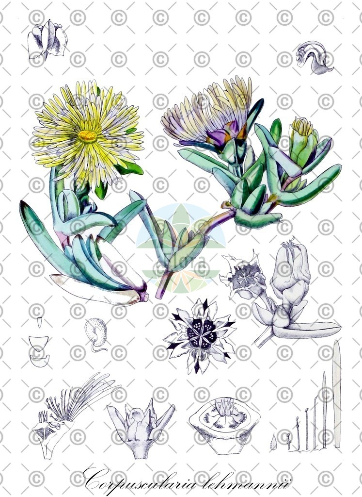 HistAbb_wfo-0000621812_1_ENZY_Simple | Historische Abbildung von Corpuscularia lehmannii - Aizoaceae | Historical Illustration of Corpuscularia lehmannii - Aizoaceae