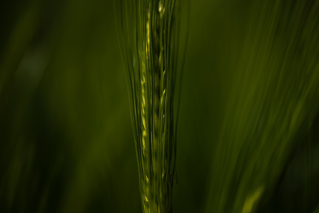 Gerste | Makroaufnahme mit Nikon ZF, AF-S Micro Nikkor 105mm f2.8
