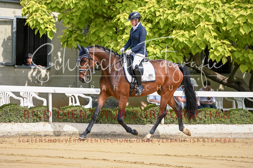 Schugtsche-Aluta25-48.Reitpferfdeprf.-22 | Schugtsche Fotografie - Realisiert mit Pictrs.com