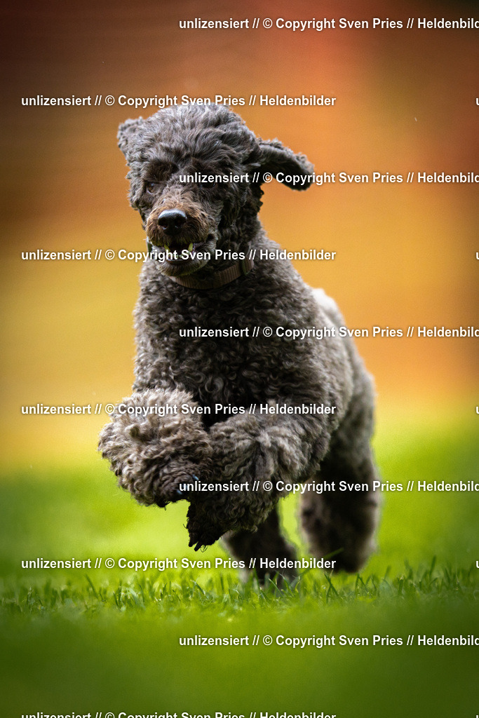 Sven Pries | 2025-09-21 - Hunderennen Baden-Oos - Realisiert mit Pictrs.com