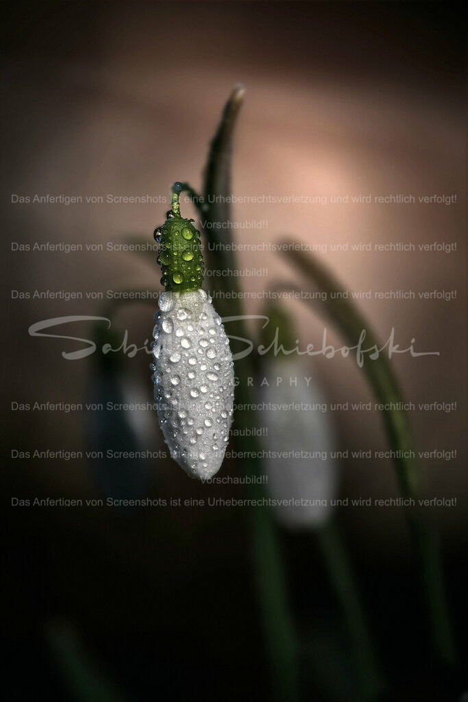 Wandbild Schneeglöckchen mit Tröpfchen | #Schneeglöckchen sind kleine weiße #Blumen, die im späten #Winter oder frühen #Frühling blühen. Sie sind bekannt für ihr zartes Aussehen und gelten oft als Symbol für Hoffnung und #Erneuerung. #Schneeglöckchen sind in #Gärten und #Wäldern in ganz #Europa verbreitet. - Realisiert mit Pictrs.com