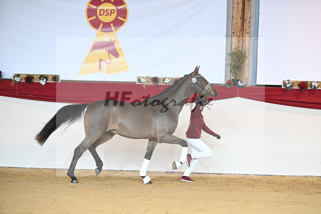 Kat-Nr. 41 Dantes Stern_Klakow_1231497 | hf-fotografie - Realizzato con Pictrs.com