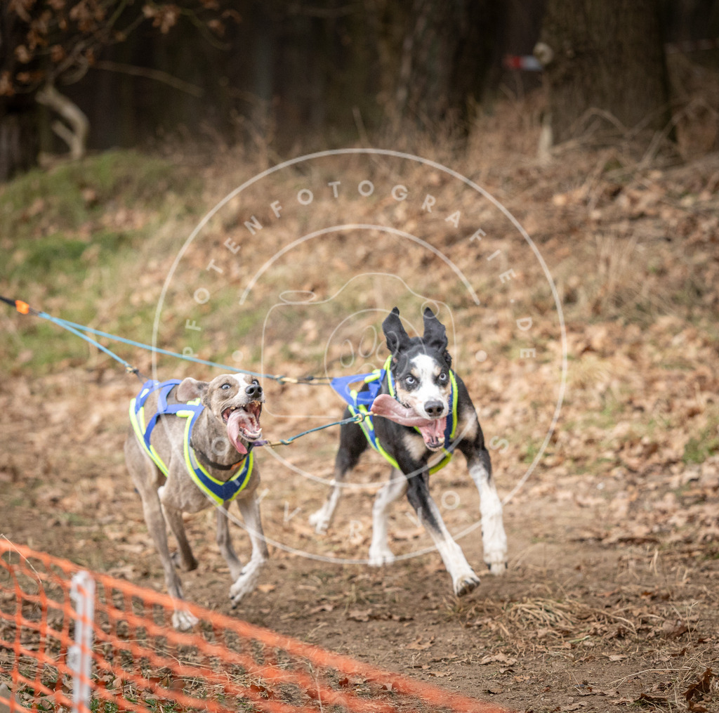 Pfotenfotografie_DV3A2278 | Hundefotografie, Tierfotograf, Pfotenfotografie, Fotoshooting Hund, Hunde Portrait, Hundesport, Hundeportraits, Heideshooting, Hunde, Sportfotograf, Hundefotograf, Turnierhundsport, THS,  - Realisiert mit Pictrs.com