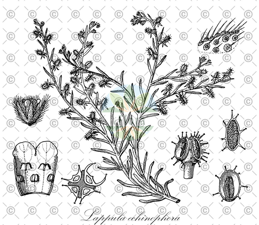 HistAbb_EMP_123013_SRC_Schlechtendal_FLORAD_SIMPLE | Historische Abbildung von Lappula echinophora - Boraginaceae | Historical Illustration of Lappula echinophora - Boraginaceae