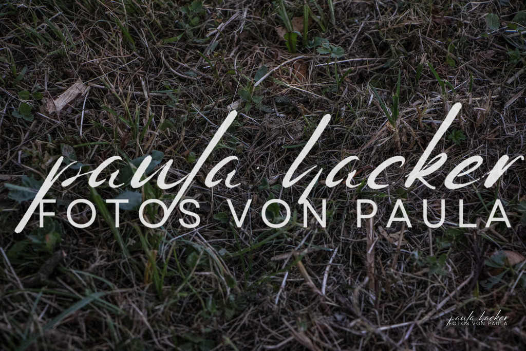 IMG_0367 | Erleben Sie dynamische Sport- und emotionale Tierfotografie in Süddeutschland mit Fotos von Paula. Spezialisiert auf Pferde- und Hundefotografie sowie Sportevents. Kontaktieren Sie mich für einzigartige und ausdrucksstarke Bilder Ihrer besonderen Momente. - Realisiert mit Pictrs.com