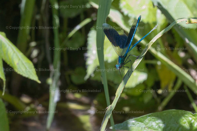 202129 | Tierfotografie, Tierkalender, Tierbilder, Insekten, Spinnen, Vögel, Schmetterling, Libellen, Leinwand, Colorkey, Qualität, Geschenkartikel, Geschenk - Realisiert mit Pictrs.com