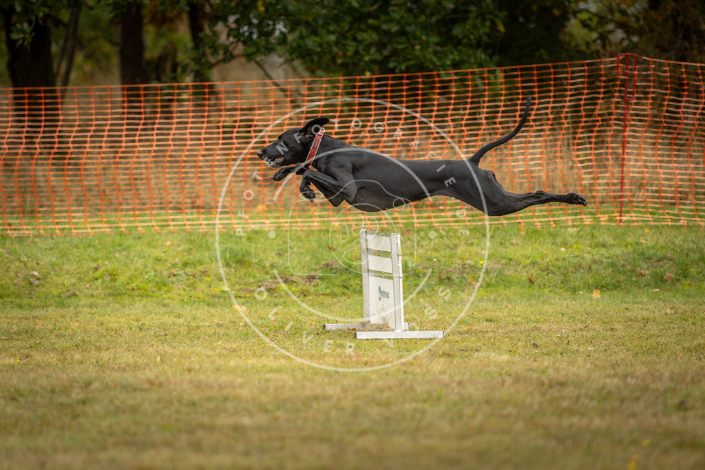 Pfotenfotografie_DV3A2839 | Hundefotografie, Tierfotograf, Pfotenfotografie, Fotoshooting Hund, Hunde Portrait, Hundesport, Hundeportraits, Heideshooting, Hunde, Sportfotograf, Hundefotograf, Turnierhundsport, THS,  - Realisiert mit Pictrs.com