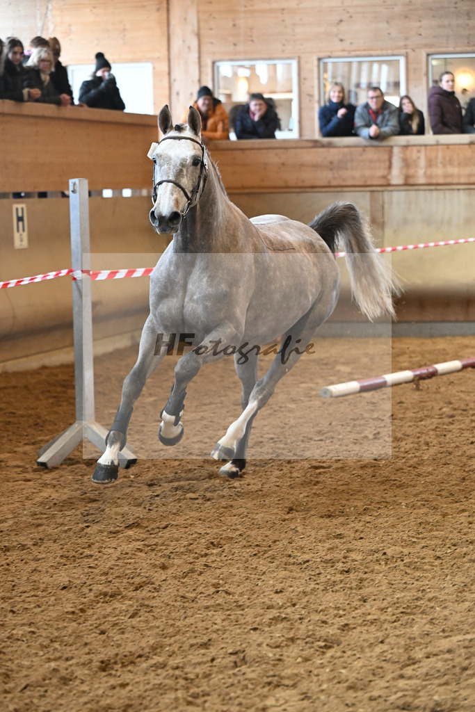 Kat-Nr. 47 Signorita v. Mattias_Lindner_16251077 | hf-fotografie - Realisiert mit Pictrs.com
