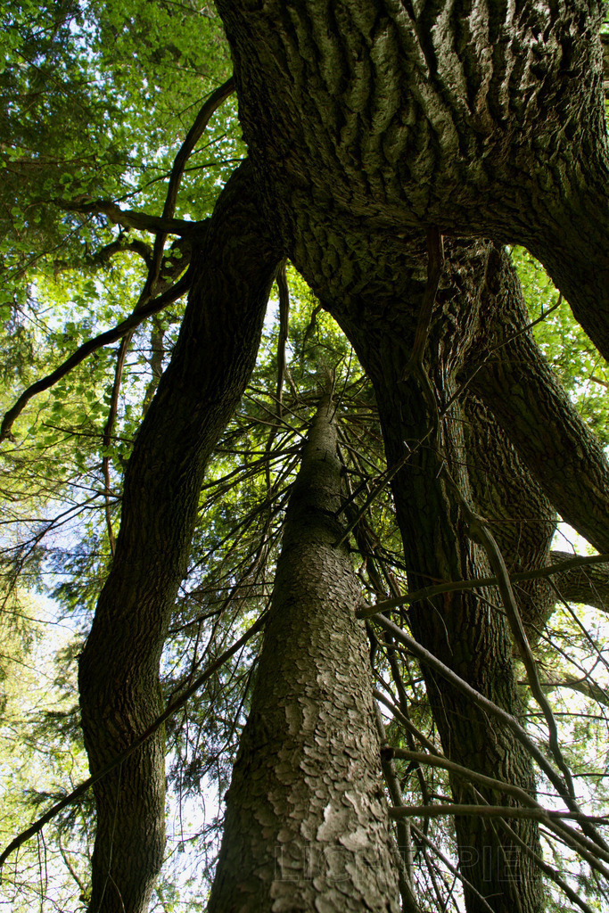 Umarmend | Ein Baum, der einen anderen Baum mit seinen Zweigen "umarmt" - Realisiert mit Pictrs.com