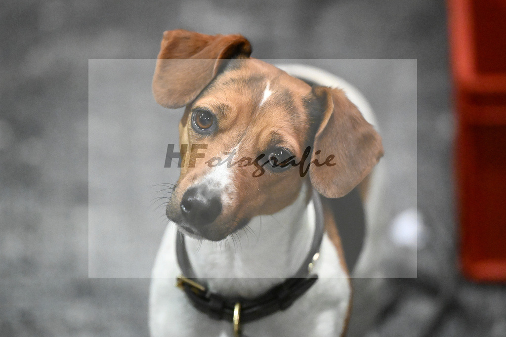 Impressionen Hengstpraesentation_14261172 | hf-fotografie - Realisiert mit Pictrs.com