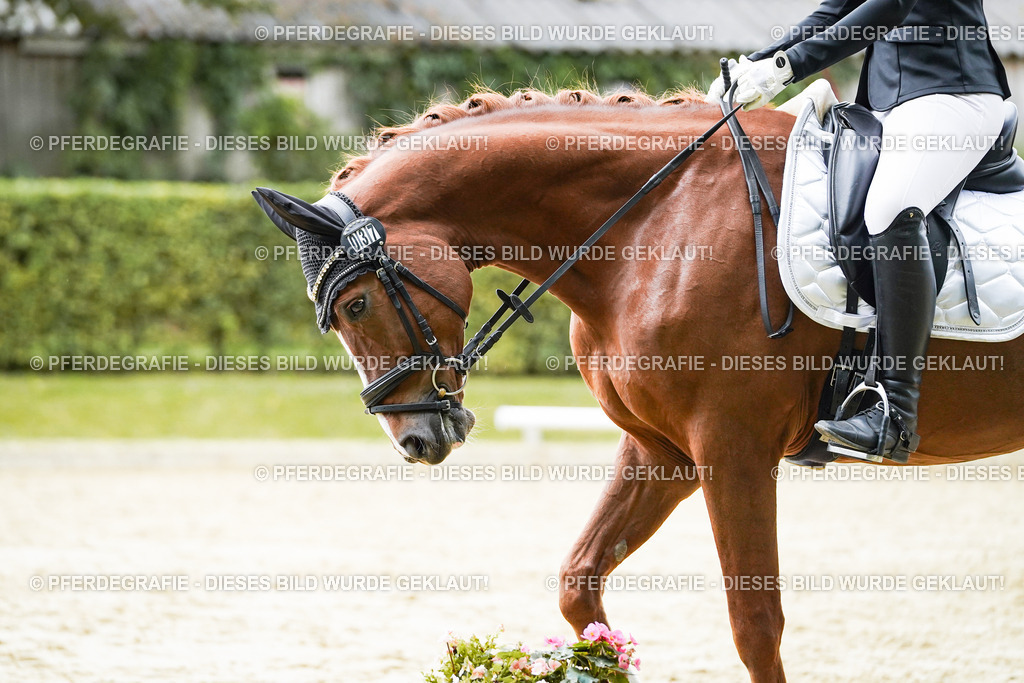 DSC08051 | Pferdegrafie