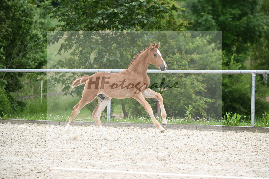 Vivaldos x Belissimo M_HF_Baier_20240267 | hf-fotografie - Realisiert mit Pictrs.com