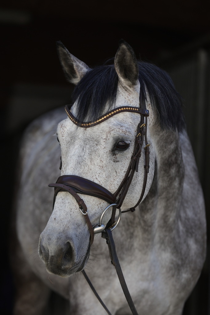 0P6A8964 | Willkommen bei Brunnmayr - Design & Fotografie – Ihrem Spezialisten für Reitturniere und Pferdeveranstaltungen in Oberösterreich, Salzburg und Bayern! Seit über 17 Jahren sind wir leidenschaftlich dabei.