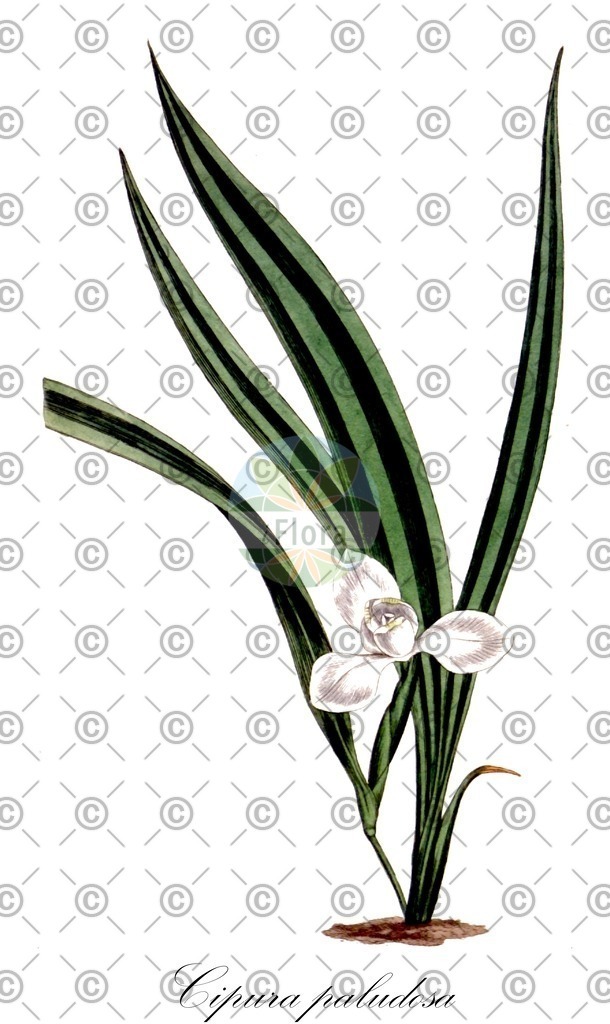 HistAbb_wfo-0000788462_2_ENZY_Simple | Historische Abbildung von Cipura paludosa - Iridaceae | Historical Illustration of Cipura paludosa - Iridaceae