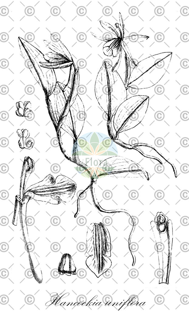HistAbb_wfo-0000778601_1_ENZY_Simple | Historische Abbildung von Hancockia uniflora - Orchidaceae | Historical Illustration of Hancockia uniflora - Orchidaceae