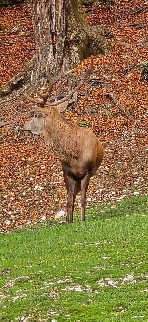 20241026_150751 | Heilkarten - Realisiert mit Pictrs.com