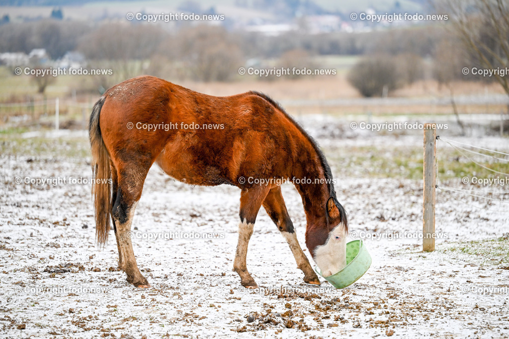 Slowakei_ Durcina_ Ranch Simba_ 25.12.2025-18 | 25.12.2025, Rajec, SVK, Themenbild, Pferde, im Bild Pferd, Pferde, Stute, Hengst, Fohlen, Quarter Horse, Ranch, Weide, Hof, Wiese, Weide, Stall, Nutztier, Tier, Winter, Kaelte, Tierfotografie