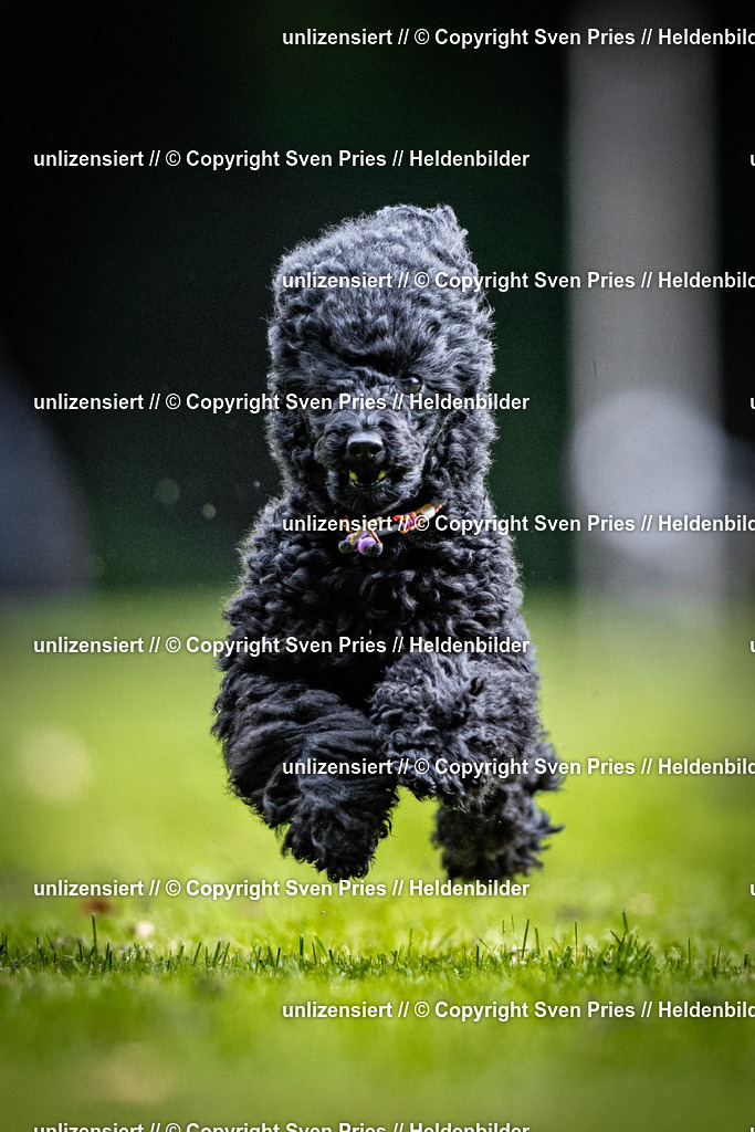 Sven Pries | 2025-10-03 - Hunderennen Obergrombach - Realisiert mit Pictrs.com