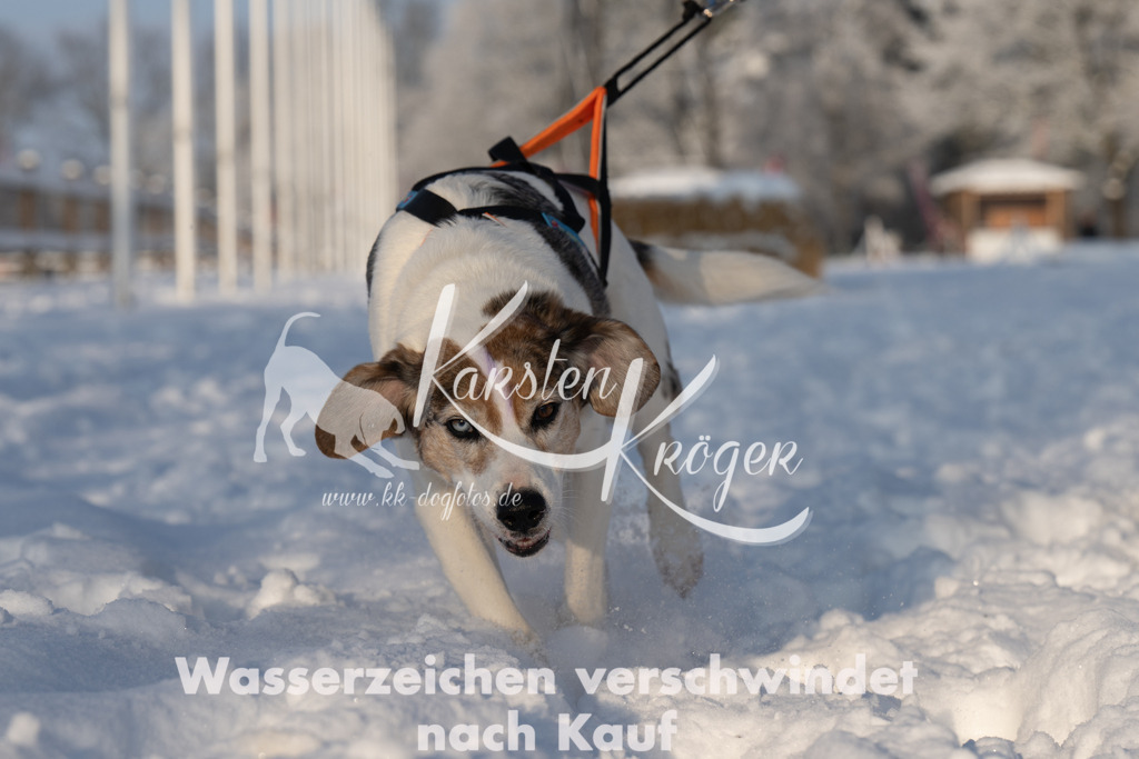 0824_ZZ91743 | kk-dogfotos