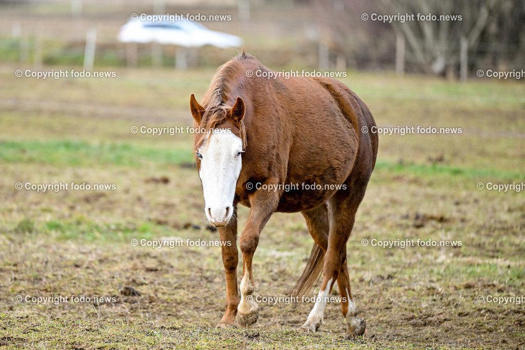 Pferde_ 29.12.2024-24 | 29.12.2024, Rajec, SVK, Themenbild, Pferde, im Bild Pferd, Pferde, Stute, Hengst, Fohlen, Quarter Horse, Ranch, Weide, Hof, Wiese, Stall, Nutztier, Tier