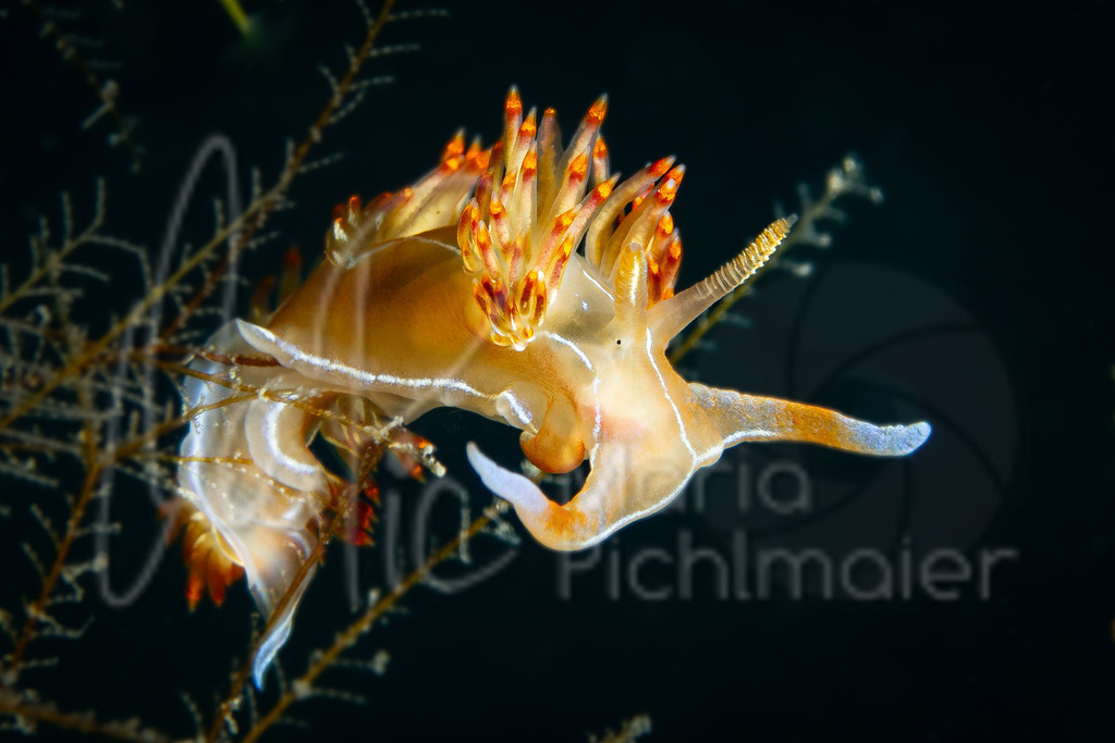 Nemesignis banyulensis | marpic - Realisiert mit Pictrs.com