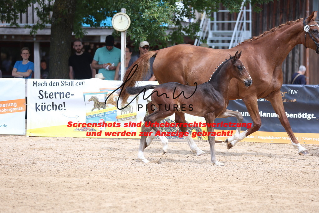 Fohlenschau_Schwäbisch_Hall_dressurbetonte_Fohlen_KN 15_9 | lmwpictures - Realisiert mit Pictrs.com