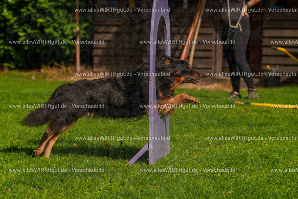 THS_Turnier_27-09-2026-allesWIRTHgut_Tierfotografie-7R506562 | Professionelle Tierfotografie in Mönchengladbach von Daniel Wirth (allesWIRTHgut). Liebevolle & natürliche Bilder von Hunden & Katzen für unvergessliche Erinnerungen.