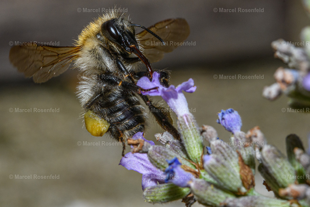 _DSC8151 | foto-rosenfeld