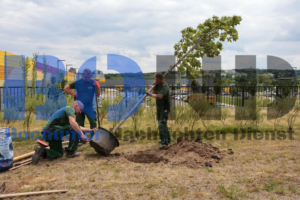 Eicheingrabung | Eicheingrabung - Realisiert mit Pictrs.com