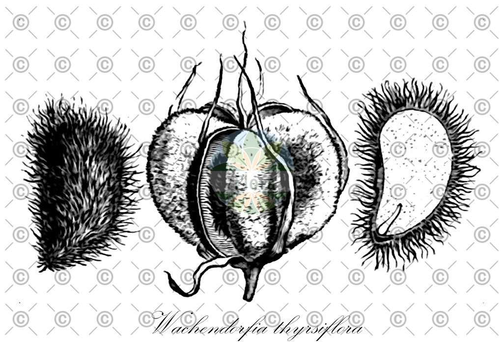 HistAbb_wfo-0000038091_1_ENZY_Simple | Historische Abbildung von Wachendorfia thyrsiflora - Haemodoraceae | Historical Illustration of Wachendorfia thyrsiflora - Haemodoraceae