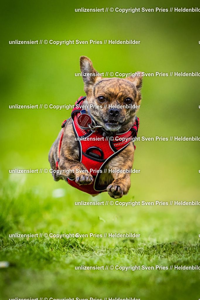 Sven Pries | 2025-04-13 - Hunderennen Baden-Baden - Realisiert mit Pictrs.com