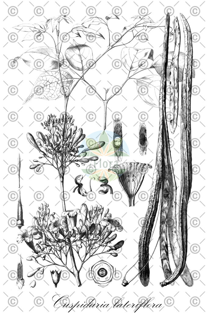 HistAbb_wfo-0000933613_1_ENZY_Simple | Historische Abbildung von Cuspidaria lateriflora - Bignoniaceae | Historical Illustration of Cuspidaria lateriflora - Bignoniaceae