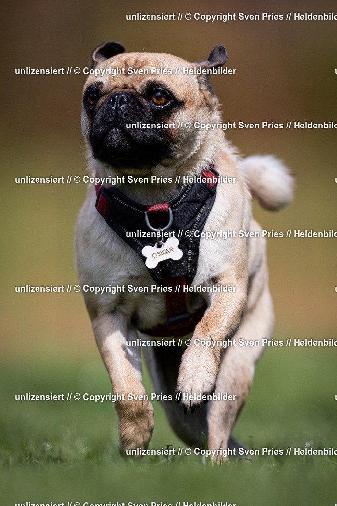 Sven Pries | 2024-04-21 - Hunderennen Baden-Oos
Foto: Sven Pries - Realisiert mit Pictrs.com