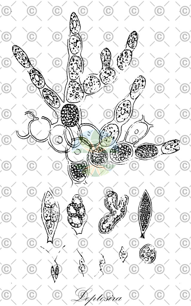 HistAbb_wfo-0001042683_1_ENZY_Simple | Historische Abbildung von Leptosira - Leptosiraceae (0) | Historical Illustration of Leptosira - Leptosiraceae (0)