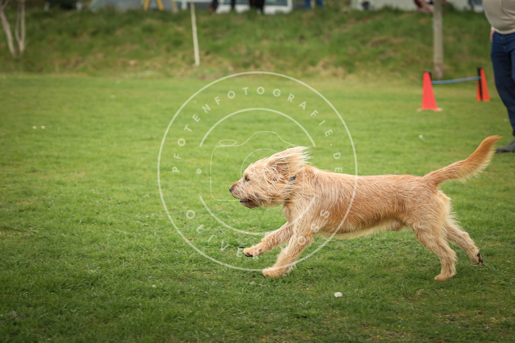 Pfotenfotografie_0L8A1016 | Hundefotografie, Tierfotograf, Pfotenfotografie, Fotoshooting Hund, Hunde Portrait, Hundesport, Hundeportraits, Heideshooting, Hunde, Sportfotograf, Hundefotograf, Turnierhundsport, THS,  - Realisiert mit Pictrs.com