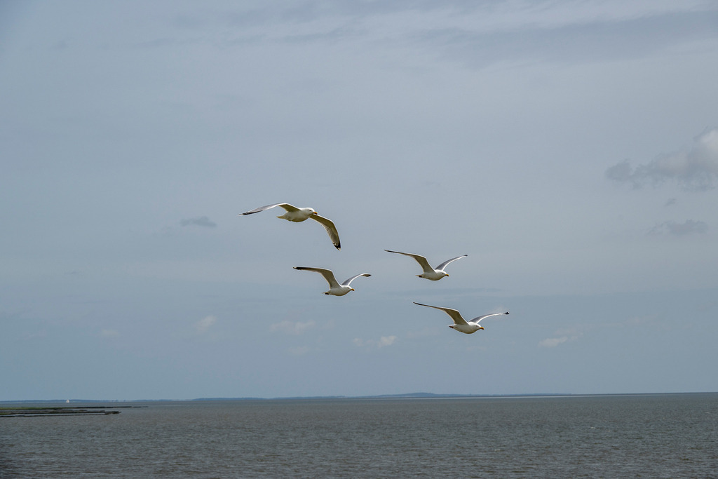 260606_Texel_9636_mr | Entdecke exklusive Fotografie im muebri Shop: Stimmungsvolle Motive  Naturaufnahmen und mehr. Jetzt hochwertige Wandbilder und Fotoabzüge online kaufen! - Realisiert mit Pictrs.com
