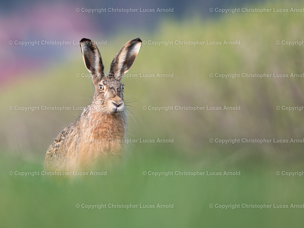 Feldhase | bildkomponist - Realisiert mit Pictrs.com